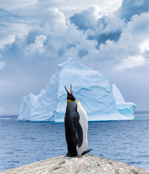 King penguin in front of floating iceberg in Antarctica