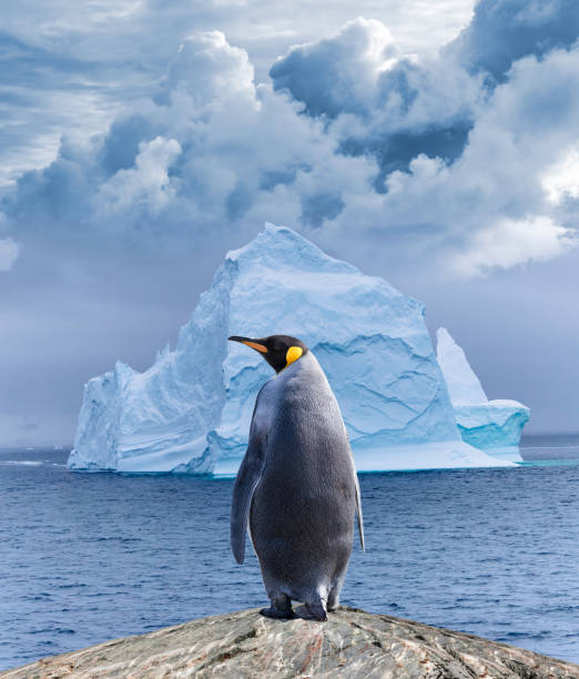 King penguin in front of floating iceberg in Antarctica