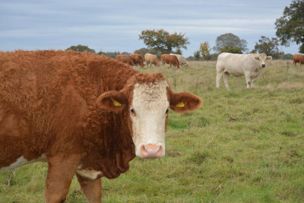 istock close up of a beautiful brown cow 2203667567