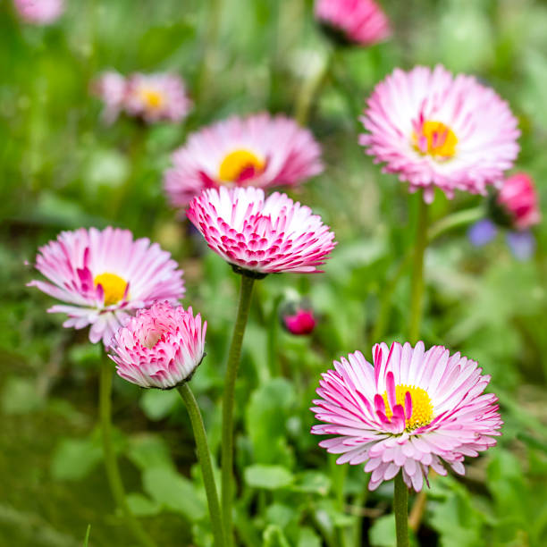 A collection of fresh pink daisies thriving in a natural outdoor environment