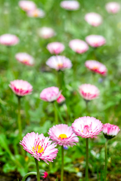 A vibrant image of pink daisies blooming within a lush, vibrant green field.