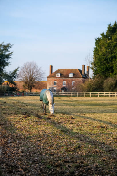 istock Horse near the farm 2203669789