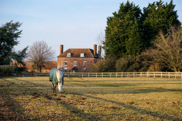 Horse near the farm