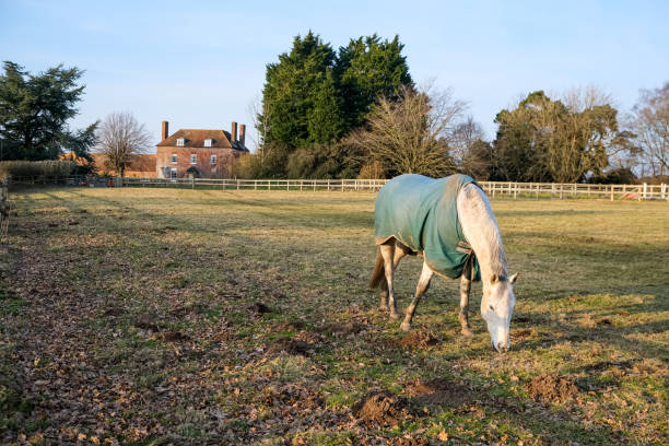istock Horse near the farm 2203669815