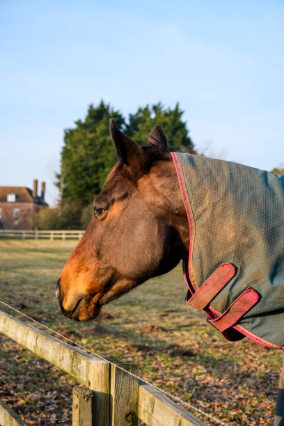 istock Horse near the farm 2203669861