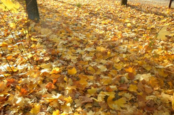 istock golden autumn landscape. orange leaves on blue background 2203671689