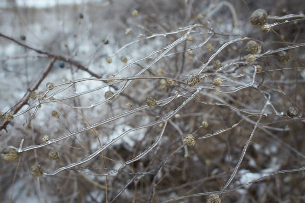 Flowers of a deciduous grass, bushes covered with ice crust after freezing rain, fragment, background. selected focus