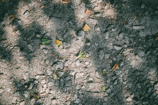 Sunlight casting shadows on a gravel-covered ground with fallen ginkgo leaves.