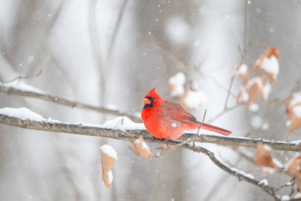 istock Northern cardinal in a snowstorm 2203678998