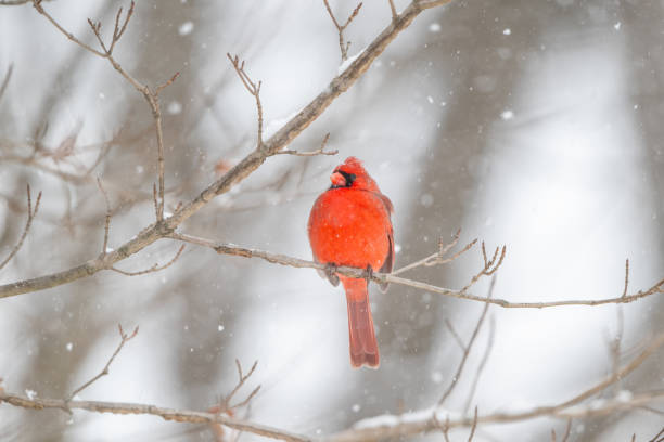 istock Northern cardinal in a snowstorm 2203678999