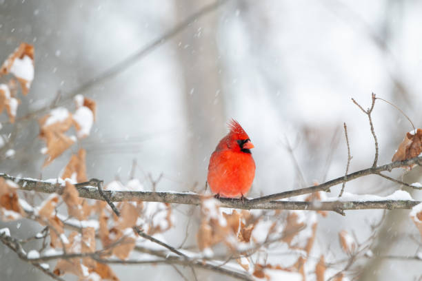 istock Northern cardinal in a snowstorm 2203679005