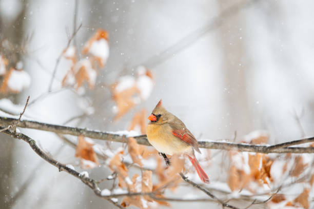 Female northern cardinal perched in a tree during a winter storm in the midwest United States.