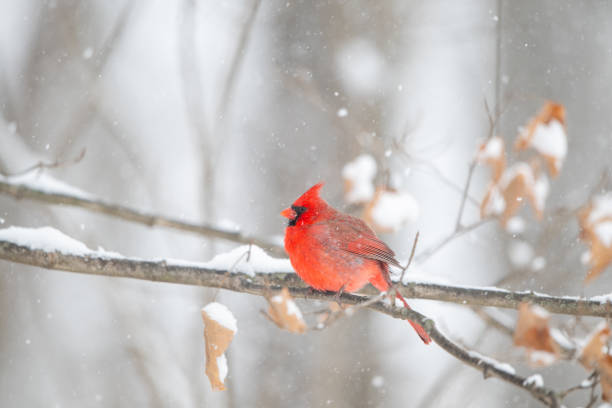 istock Northern cardinal in a snowstorm 2203679039