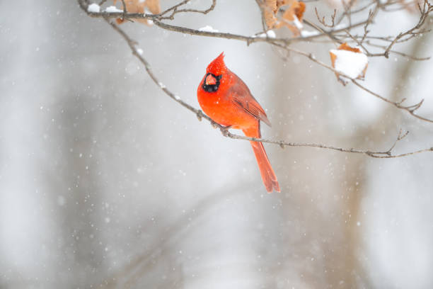 istock Northern cardinal in a snowstorm 2203679041
