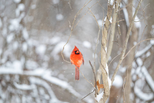 istock Northern cardinal in a snowstorm 2203679044