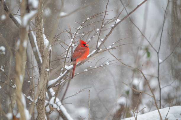 istock Northern cardinal in a snowstorm 2203679057