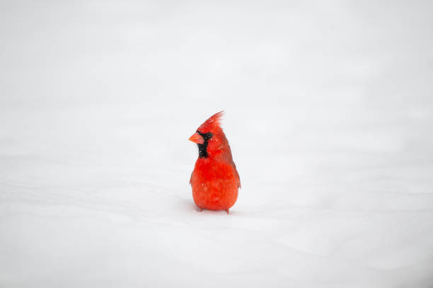 Male Cardinal in snow