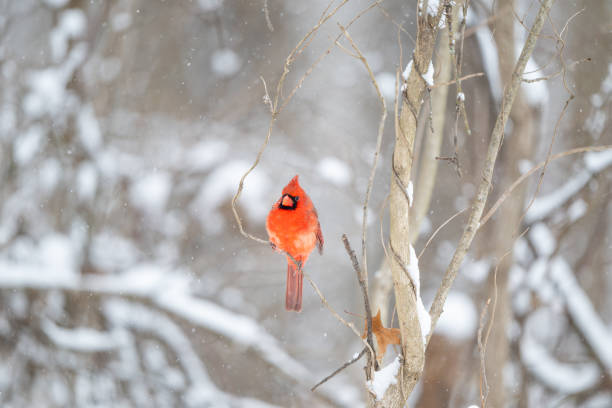 istock Northern cardinal in a snowstorm 2203679075