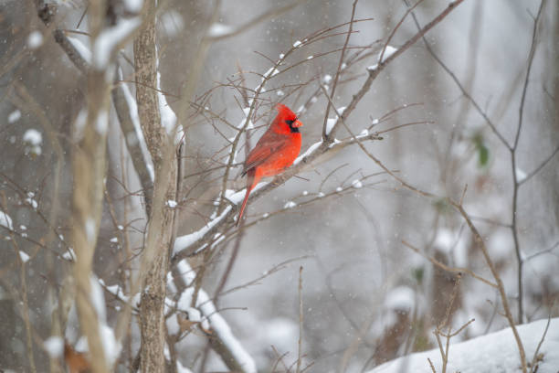 istock Northern cardinal in a snowstorm 2203679091