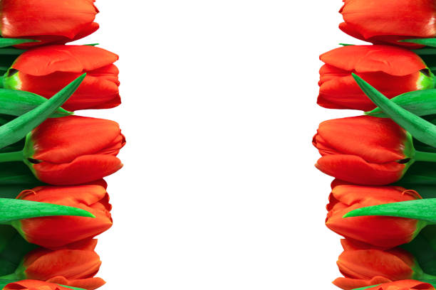 Close up vibrant red tulip frame with green leaves on white background with copy space.