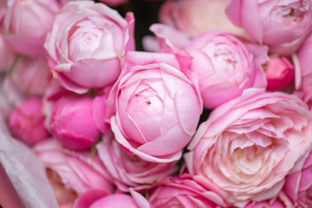 istock Beautiful Pink ranunculus Bouquet close up 2203684724