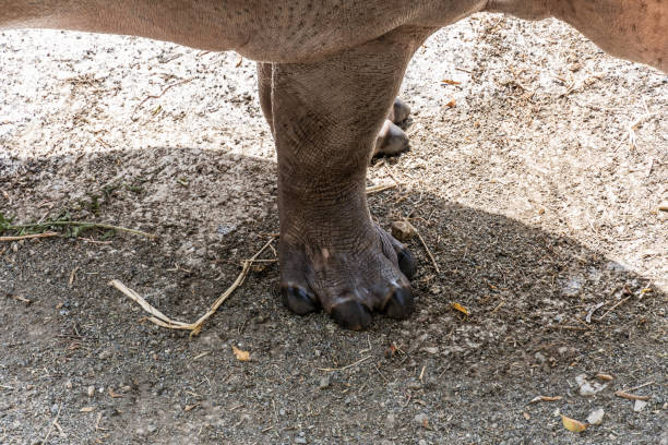 Close-up of hippopotamus leg standing on dry ground, creating a shadow