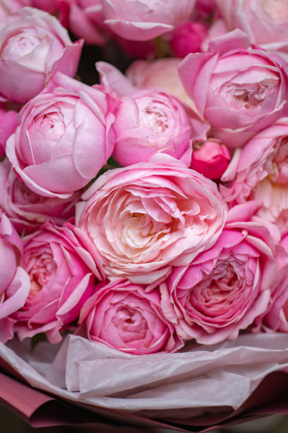 istock Beautiful Pink ranunculus Bouquet close up 2203686672