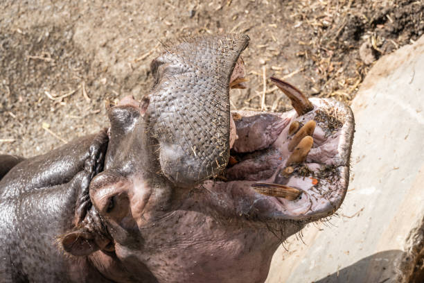 Hippopotamus opening its mouth showing its teeth and tusks