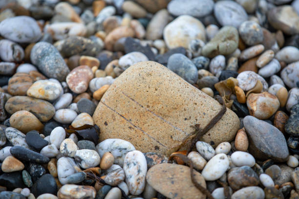 A piece of driftwood on ocean rocks background of washed stones piled on the beach at Wallabi Point, New South Wales, Australia