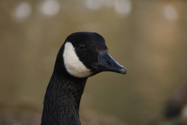 istock Canada Goose Portrait 2 06/03/25 2203687243