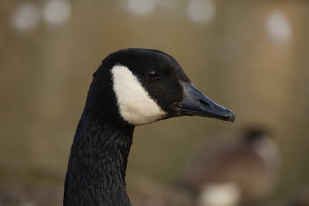 istock Canada Goose Portrait 06/03/25 2203687251