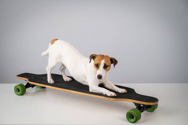 istock Dog jack russell terrier posing on a longboard in front of a white background. 2203690263