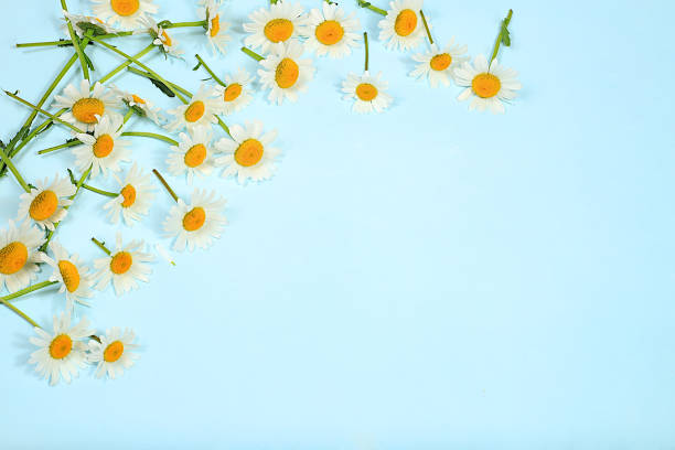 istock Abstract floral composition with delicate flowers of garden chamomile with space for text. Spring card for design or advertising. Natural nature background or banner for spa salon. Pattern with flower buds. 2203691099