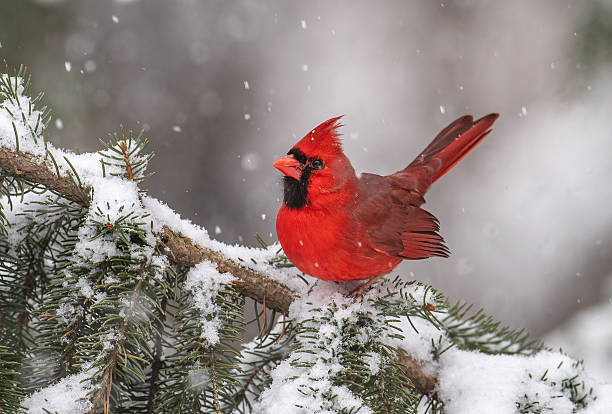 istock Northern Cardinal in Snow 2203692622