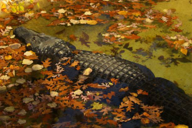 An alligator lies still among the fall leaves covering the waters surface.