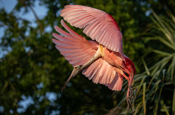 istock Roseate Spoonbill in Florida 2203692660