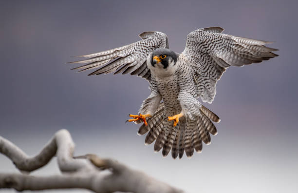 istock Peregrine Falcon 2203692763