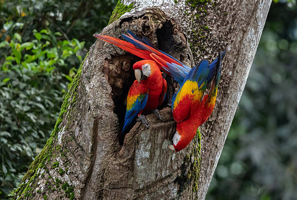 istock Scarlet Macaw in Costa Rica 2203693306