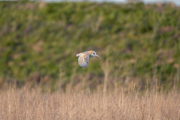 istock Barn Owl at Golden Hour 2203697106