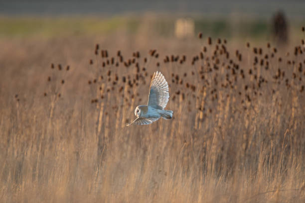 istock Barn Owl at Golden Hour 2203697109