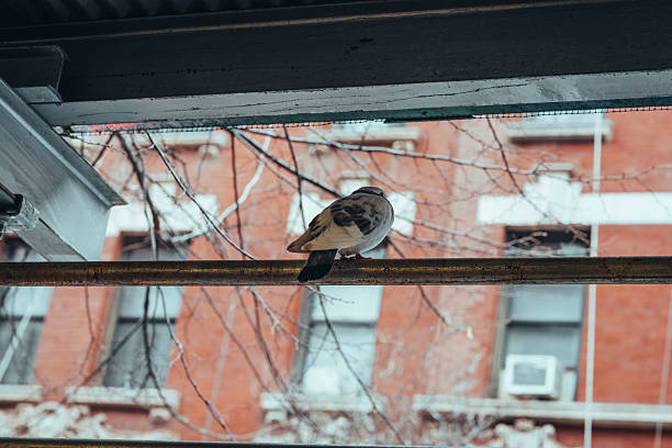 A pigeon is perched on a metal pole outside a brick building. The bird is looking down at the ground