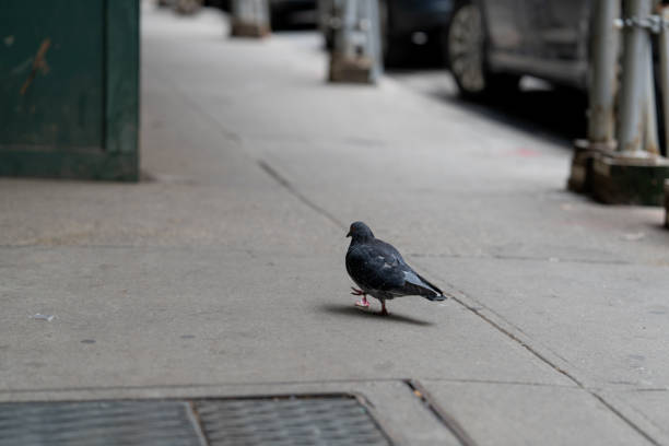 A pigeon is walking on the sidewalk. The bird is black and white. The sidewalk is empty