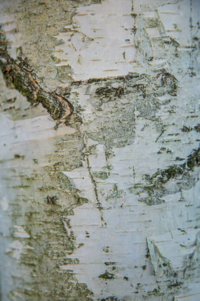 istock White Birch Trunk – Elegant Texture of Nature 2203701510