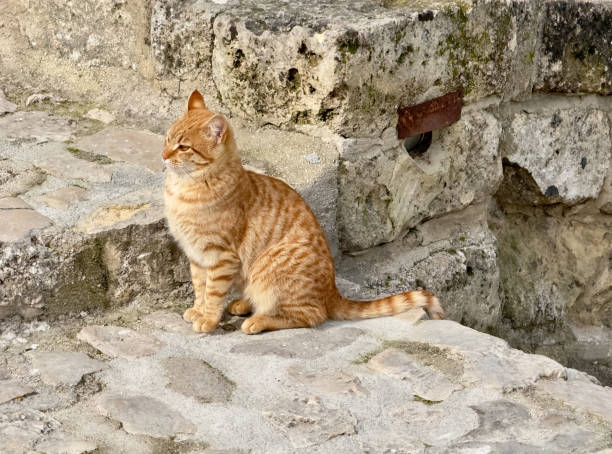 istock IMG_6176 Ginger cat on a stone ledge 2203701707