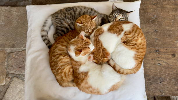 Mother with her three kittens