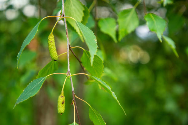 A vibrant close-up of delicate birch branches (Betula pendula) adorned with fresh, juicy green leaves and hanging catkins, symbolizing the renewal of spring. The soft, natural lighting highlights the intricate details of the foliage, making this image perfect for seasonal themes, nature backgrounds, and eco-friendly concepts.