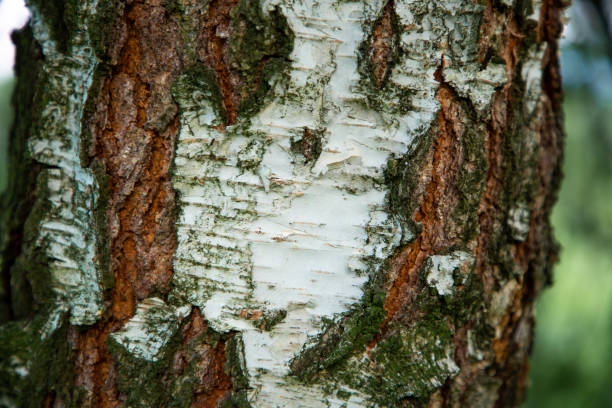 istock White Birch Trunk – Elegant Texture of Nature 2203701779