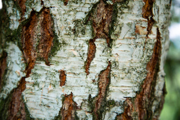 istock White Birch Trunk – Elegant Texture of Nature 2203701916