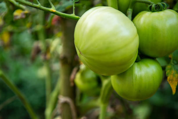A close-up of an unripe green tomato thriving in a lush garden, showcasing its natural growth in an organic, eco-friendly environment. This fresh, pesticide-free tomato represents pure botany, sustainable farming, and the beauty of homegrown produce. Ideal for themes related to organic food, gardening, and non-GMO agriculture. Copy space available for text or design use.
