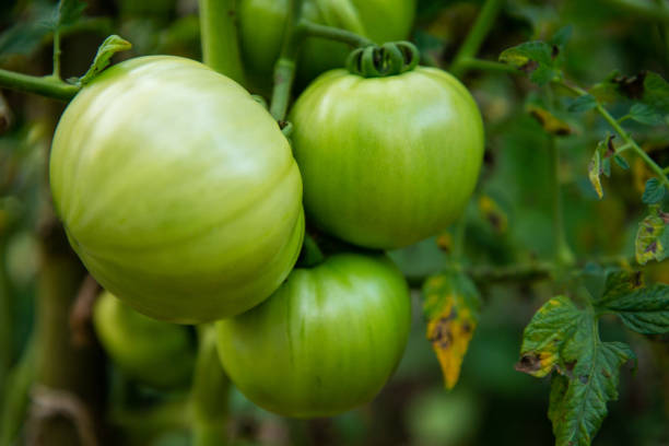 Green tomatoes ripening on the vine. growing tomatoes